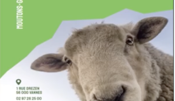 Moutons-Gloutons : les experts du débroussaillage à Vannes et dans le Morbihan