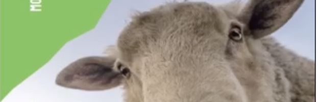 Moutons-Gloutons : les experts du débroussaillage à Vannes et dans le Morbihan