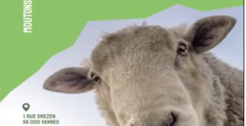 Moutons-Gloutons : les experts du débroussaillage à Vannes et dans le Morbihan